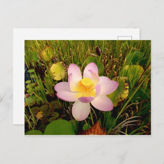 Wasserlilie Postkarte (Vorne/Hinten)