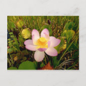 Wasserlilie Postkarte (Vorderseite)