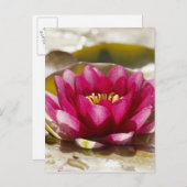Wasserlilie Postkarte (Vorne/Hinten)