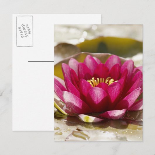 Wasserlilie Postkarte (Vorne/Hinten)