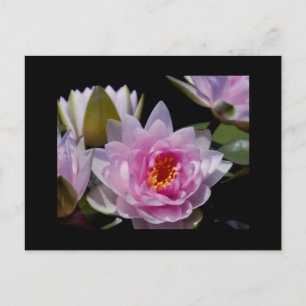Wasserlilie Postkarte