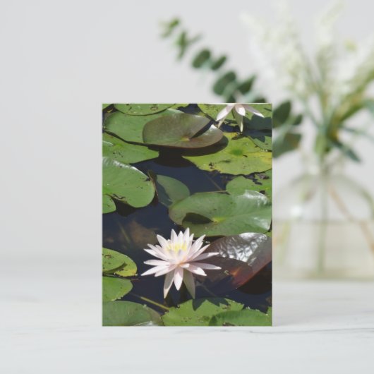 Wasserlilie Postkarte (Stehend Vorderseite)