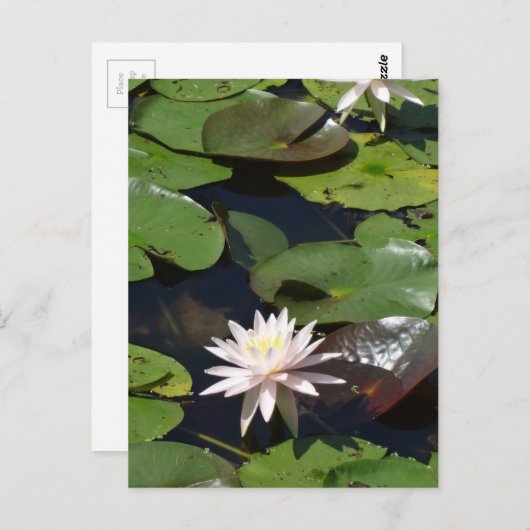 Wasserlilie Postkarte (Vorne/Hinten)