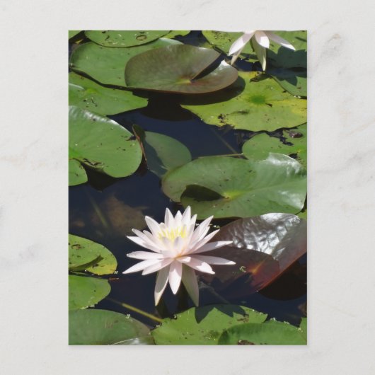 Wasserlilie Postkarte (Vorderseite)