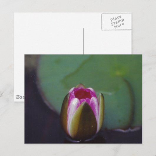Wasserlilie - Postkarte (Vorne/Hinten)