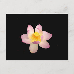 Wasserlilie Postkarte