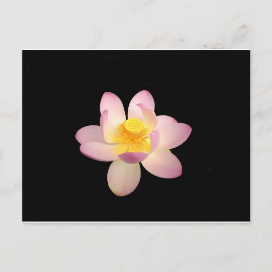 Wasserlilie Postkarte (Vorderseite)