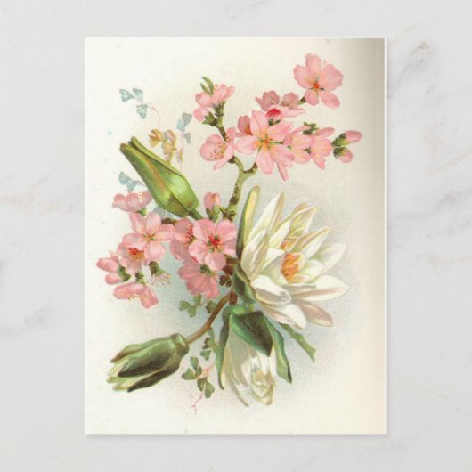 Wasserlilie Postkarte (Vorderseite)