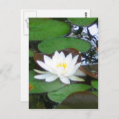 Wasserlilie Postkarte (Vorne/Hinten)