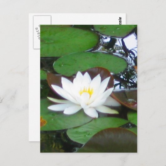 Wasserlilie Postkarte (Vorne/Hinten)