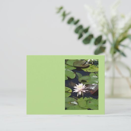 Wasserlilie Postkarte (Stehend Vorderseite)