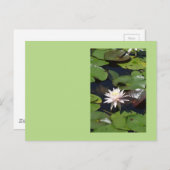 Wasserlilie Postkarte (Vorne/Hinten)