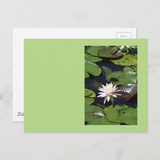 Wasserlilie Postkarte (Vorne/Hinten)