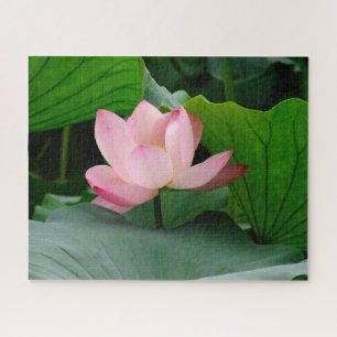 Wasserlilie Puzzle