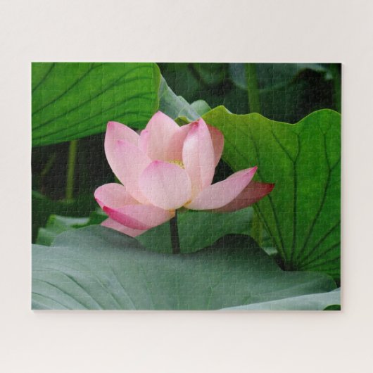 Wasserlilie Puzzle (Horizontal)