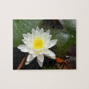 Wasserlilie Puzzle