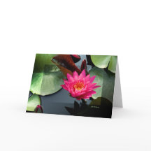 WASSERLILIE ROSE III