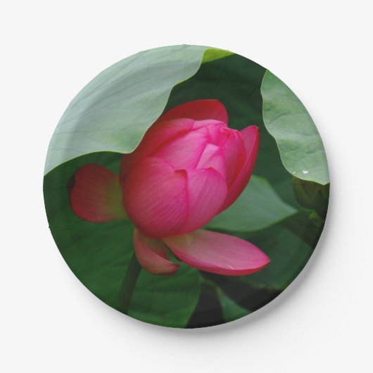 Wasserlilie Tiefe Rose Pappteller (Vorderseite)