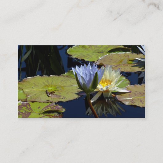 Wasserlilie Visitenkarte (Vorderseite)