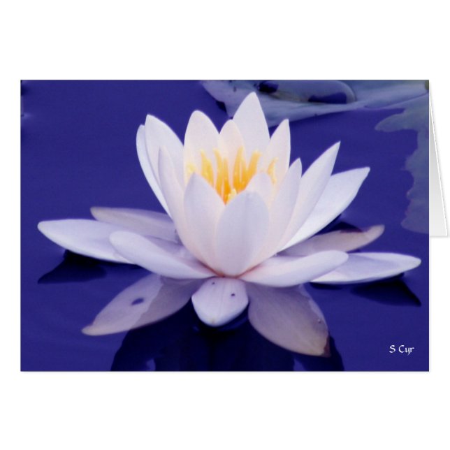 Wasserlilie Wonder, S Cyr (Vorderseite (Horizontal))