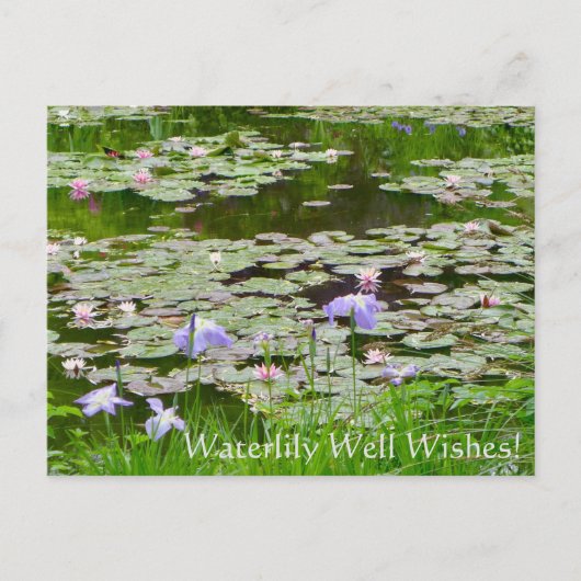Wasserlilie wünscht sich! postkarte (Vorderseite)