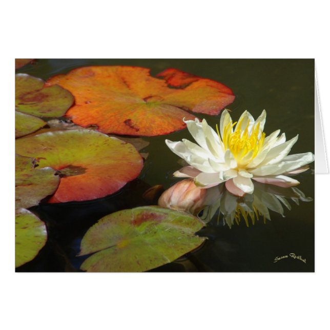 WASSERLILIEN I (Vorderseite (Horizontal))