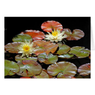 WASSERLILIEN II