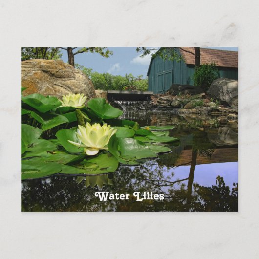 Wasserlilien im Teich Postkarte (Vorderseite)