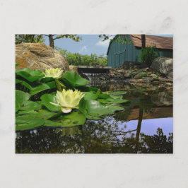 Wasserlilien im Teich Postkarte
