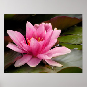 Wasserlilien Leinwanddruck Poster
