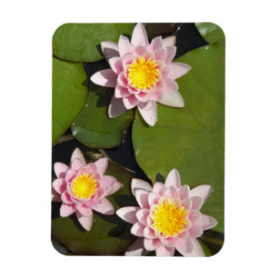 Wasserlilien Magnet
