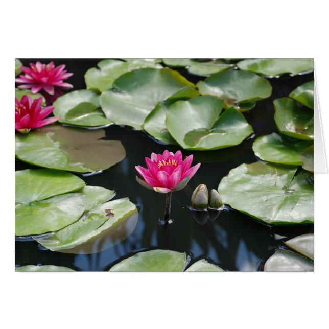 Wasserliliken (Vorderseite (Horizontal))