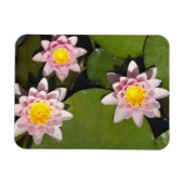 Wasserliliken Magnet (Horizontal)