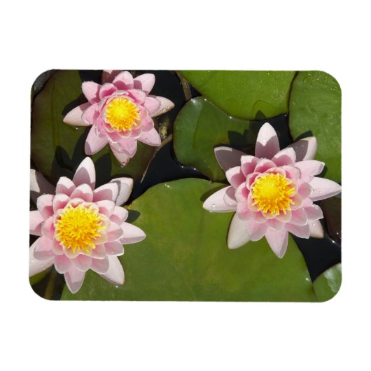 Wasserliliken Magnet (Horizontal)