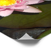 Wasserliliken Poster (Ecke)