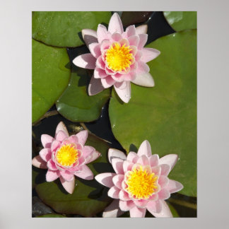 Wasserliliken Poster