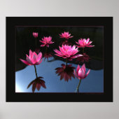 Wasserliliken Poster (Vorne)