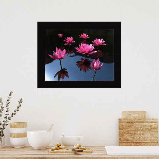 Wasserliliken Poster (Küche)