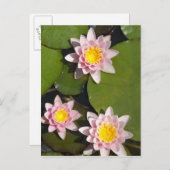 Wasserliliken Postkarte (Vorne/Hinten)