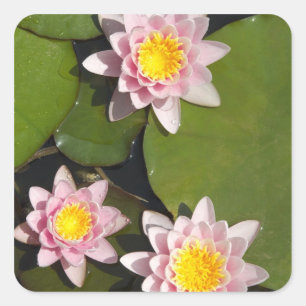 Wasserliliken Quadratischer Aufkleber