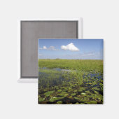 Wasserliliken und Sägerichte in Florida Everglades Magnet (Vorderseite/Rückseite)