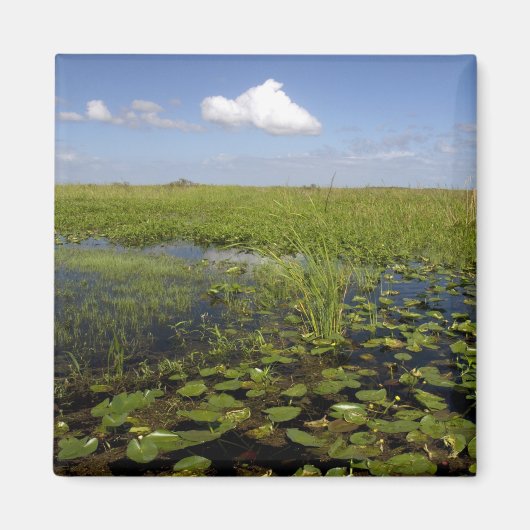 Wasserliliken und Sägerichte in Florida Everglades Magnet (Vorne)