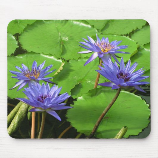 Wasserlililie Mousepad (Vorne)