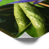 Wasserlililie Poster (Ecke)