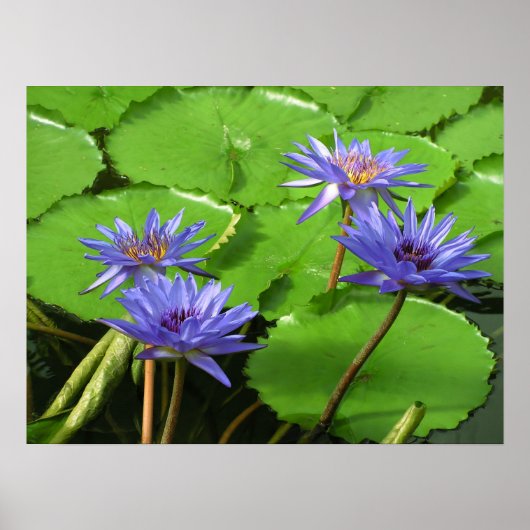Wasserlililie Poster (Vorne)
