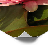 Wasserlililie Poster (Ecke)