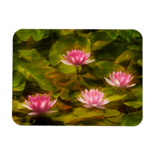 Wasserlilililis, Kalifornien Magnet