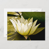 Wasserlillienkarte Postkarte (Vorne/Hinten)