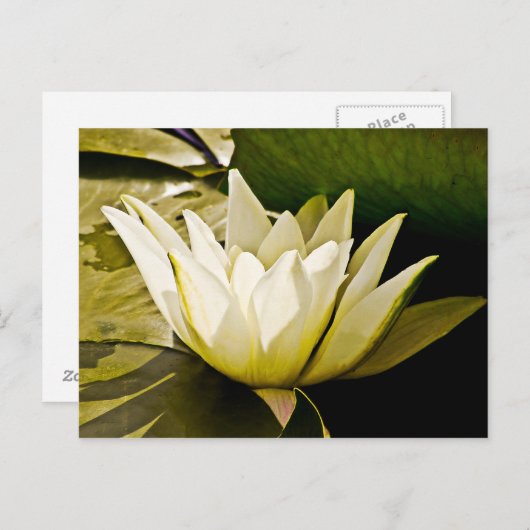 Wasserlillienkarte Postkarte (Vorne/Hinten)