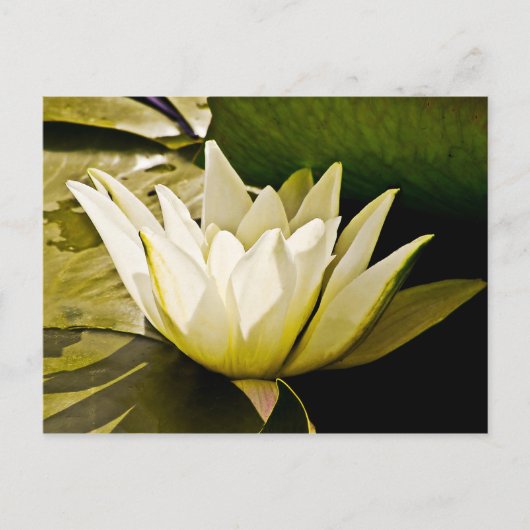 Wasserlillienkarte Postkarte (Vorderseite)